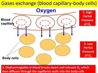 Gases exchange (blood capillary-body cells) 
Oxygen 
Blood 
capillary 
Body cells 
1. High 
Partial 
Pressure 
of O2 
2. Low 
Partial 
Pressure 
of O2 
3. Oxyhaemoglobin in blood breaks down and releases O2 which 
then diffuses through the capillaries walls into the body cells 
 