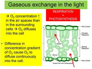 Gaseous exchange in the light 
 O2 concentration ↑ 
in the air spaces than 
in the surrounding 
cells  O2 diffuses 
into the cell 
• Difference in 
concentration gradient 
of O2 cause O2 to 
diffuse continuously 
into the cell. 
RESPIRATION 
+ 
PHOTOSYNTHESIS 
 