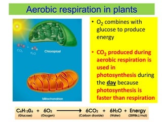 Aerobic respiration in plants 
• O2 combines with 
glucose to produce 
energy 
• CO2 produced during 
aerobic respiration is 
used in 
photosynthesis during 
the day because 
photosynthesis is 
faster than respiration 
 