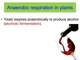 Anaerobic respiration in plants 
• Yeast respires anaerobically to produce alcohol 
(alcoholic fermentation). 
 