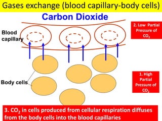 Gases exchange (blood capillary-body cells) 
Carbon Dioxide 
Blood 
capillary 
Body cells 
2. Low Partial 
Pressure of 
CO2 
1. High 
Partial 
Pressure of 
CO2 
3. CO2 in cells produced from cellular respiration diffuses 
from the body cells into the blood capillaries 
 