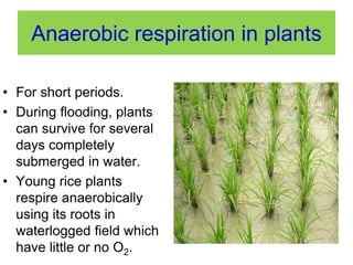 Anaerobic respiration in plants 
• For short periods. 
• During flooding, plants 
can survive for several 
days completely 
submerged in water. 
• Young rice plants 
respire anaerobically 
using its roots in 
waterlogged field which 
have little or no O2. 
 