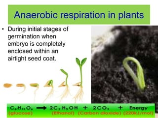 Anaerobic respiration in plants 
• During initial stages of 
germination when 
embryo is completely 
enclosed within an 
airtight seed coat. 
 