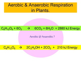 Aerobic & Anaerobic Respiration 
in Plants. 
C6H12O6 + 6O2 
 6CO2 + 6H2O + 2880 kJ Energy 
C6H12O6 
Aerobic @ Anaerobic ? 
 2C2H5OH + 2CO2 + 210 kJ Energy 
 