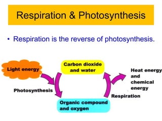 Respiration & Photosynthesis 
• Respiration is the reverse of photosynthesis. 
 