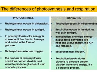 The differences of photosynthesis and respiration 
 
