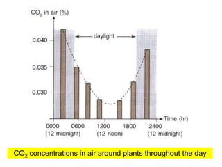 CO2 concentrations in air around plants throughout the day 
 