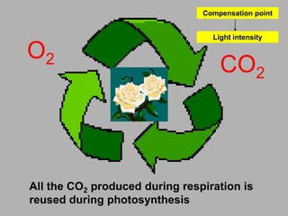 Compensation point 
Light intensity 
O2 CO2 
All the CO2 produced during respiration is 
reused during photosynthesis 
 