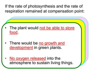If the rate of photosynthesis and the rate of 
respiration remained at compensation point: 
• The plant would not be able to store 
food. 
• There would be no growth and 
development in green plants. 
• No oxygen released into the 
atmosphere to sustain living things. 
 
