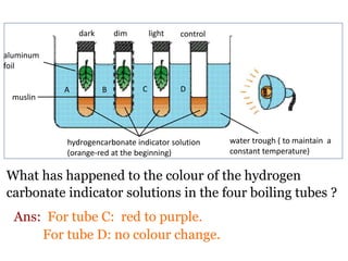 Ans: For tube C: red to purple. 
For tube D: no colour change. 
water trough ( to maintain a 
constant temperature) 
dark dim light control 
A B C D 
hydrogencarbonate indicator solution 
(orange-red at the beginning) 
aluminum 
foil 
muslin 
What has happened to the colour of the hydrogen 
carbonate indicator solutions in the four boiling tubes ? 
 