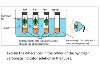water trough ( to maintain a 
constant temperature) 
dark dim light control 
A B C D 
hydrogencarbonate indicator solution 
(orange-red at the beginning) 
aluminum 
foil 
muslin 
Explain the differences in the colour of the hydrogen 
carbonate indicator solution in the tubes. 
 