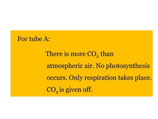 For tube A: 
There is more CO2 than 
atmospheric air. No photosynthesis 
occurs. Only respiration takes place. 
CO2 is given off. 
 