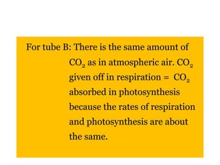 For tube B: There is the same amount of 
CO2 as in atmospheric air. CO2 
given off in respiration = CO2 
absorbed in photosynthesis 
because the rates of respiration 
and photosynthesis are about 
the same. 
 