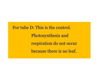 For tube D: This is the control. 
Photosynthesis and 
respiration do not occur 
because there is no leaf. 
 