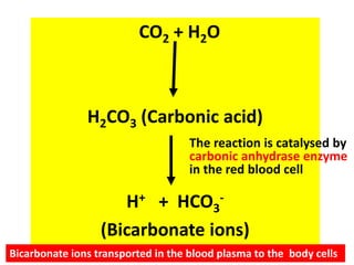 CO2 + H2O 
H2CO3 (Carbonic acid) 
The reaction is catalysed by 
carbonic anhydrase enzyme 
in the red blood cell 
H+ + HCO3 
- 
(Bicarbonate ions) 
Bicarbonate ions transported in the blood plasma to the body cells 
 