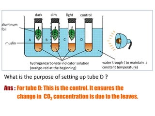 water trough ( to maintain a 
constant temperature) 
dark dim light control 
A B C D 
hydrogencarbonate indicator solution 
(orange-red at the beginning) 
aluminum 
foil 
What is the purpose of setting up tube D ? 
Ans : For tube D: This is the control. It ensures the 
change in CO2 concentration is due to the leaves. 
muslin 
 