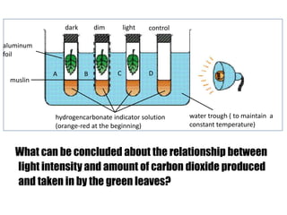 water trough ( to maintain a 
constant temperature) 
dark dim light control 
A B C D 
hydrogencarbonate indicator solution 
(orange-red at the beginning) 
aluminum 
foil 
muslin 
What can be concluded about the relationship between 
light intensity and amount of carbon dioxide produced 
and taken in by the green leaves? 
 