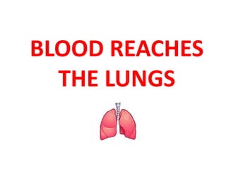 BLOOD REACHES 
THE LUNGS 
 