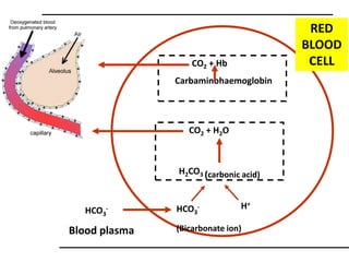 CO2 + Hb 
Carbaminohaemoglobin 
CO2 + H2O 
H2CO3 (carbonic acid) 
- 
HCO3 
H+ 
(Bicarbonate ion) 
- 
Blood plasma 
RED 
BLOOD 
CELL 
HCO3 
 