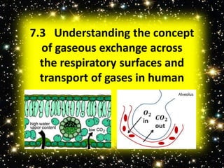 7.3 Understanding the concept 
of gaseous exchange across 
the respiratory surfaces and 
transport of gases in human 
 