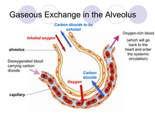 Gaseous Exchange in the Alveolus 
alveolus 
Deoxygenated blood 
carrying carbon 
dioxide 
Oxygen-rich blood 
Carbon dioxide to be 
Oxygen 
Carbon 
dioxide 
(which will go 
back to the 
heart and enter 
the systemic 
circulation) 
Inhaled oxygen 
exhaled 
capillary 
 