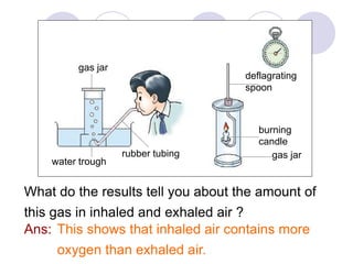 burning 
candle 
What do the results tell you about the amount of 
this gas in inhaled and exhaled air ? 
This shows that inhaled air contains more 
oxygen than exhaled air. 
Ans: 
deflagrating 
spoon 
gas jar 
water trough 
rubber tubing 
gas jar 
 