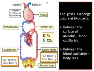 The gases exchange 
occurs at two parts: 
a. Between the 
surface of 
alveolus – blood 
capillaries 
b. Between the 
blood capillaries – 
body cells 
 