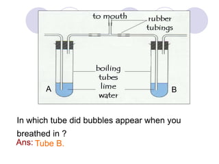 A B 
In which tube did bubbles appear when you 
breathed in ? 
Ans: Tube B. 
 