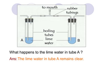 A B 
What happens to the lime water in tube A ? 
Ans:The lime water in tube A remains clear. 
 