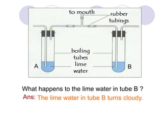 A B 
What happens to the lime water in tube B ? 
Ans: The lime water in tube B turns cloudy. 
 