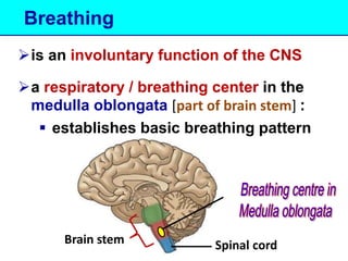 Breathing 
is an involuntary function of the CNS 
a respiratory / breathing center in the 
medulla oblongata [part of brain stem] : 
 establishes basic breathing pattern 
Brain stem Spinal cord 
 