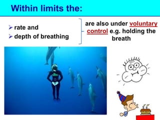 Within limits the: 
 rate and 
 depth of breathing 
are also under voluntary 
control e.g. holding the 
breath 
 