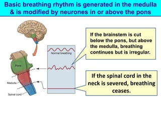 Basic breathing rhythm is generated in the medulla 
& is modified by neurones in or above the pons 
If the brainstem is cut 
below the pons, but above 
the medulla, breathing 
continues but is irregular. 
If the spinal cord in the 
neck is severed, breathing 
ceases. 
 