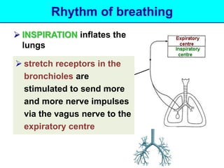 Rhythm of breathing 
 INSPIRATION inflates the 
lungs 
 stretch receptors in the 
bronchioles are 
stimulated to send more 
and more nerve impulses 
via the vagus nerve to the 
expiratory centre 
 