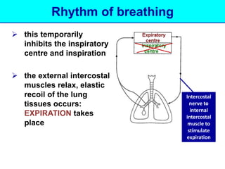 Rhythm of breathing 
 this temporarily 
inhibits the inspiratory 
centre and inspiration 
 the external intercostal 
muscles relax, elastic 
recoil of the lung 
tissues occurs: 
EXPIRATION takes 
place 
Intercostal 
nerve to 
internal 
intercostal 
muscle to 
stimulate 
expiration 
 