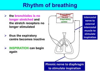 Rhythm of breathing 
 the bronchioles is no 
longer stretched and 
the stretch receptors no 
longer stimulated 
 thus the expiratory 
centre becomes inactive 
 INSPIRATION can begin 
again 
Phrenic nerve to diaphragm 
to stimulate inspiration 
Intercostal 
nerve to 
external 
intercostal 
muscle to 
stimulate 
inspiration 
 