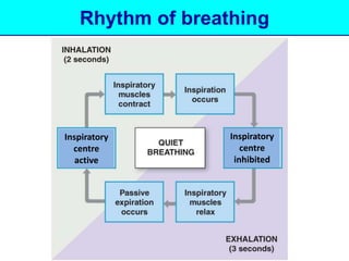Rhythm of breathing 
Inspiratory 
centre 
active 
Inspiratory 
centre 
inhibited 
 