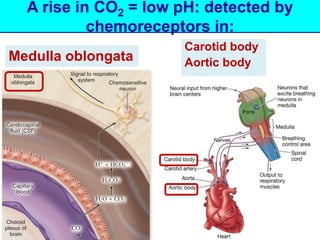 A rise in CO2 = low pH: detected by 
chemoreceptors in: 
Medulla oblongata 
Carotid body 
Aortic body 
 