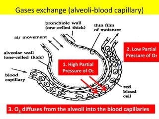 Gases exchange (alveoli-blood capillary) 
1. High Partial 
Pressure of O2 
2. Low Partial 
Pressure of O2 
3. O2 diffuses from the alveoli into the blood capillaries 
 