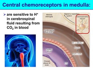 Central chemoreceptors in medulla: 
 are sensitive to H+ 
in cerebrospinal 
fluid resulting from 
CO2 in blood 
 