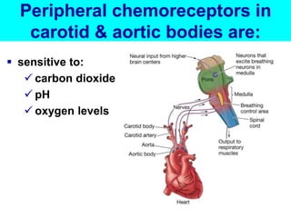 Peripheral chemoreceptors in 
carotid & aortic bodies are: 
 sensitive to: 
 carbon dioxide 
 pH 
 oxygen levels 
 