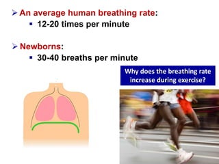  An average human breathing rate: 
 12-20 times per minute 
 Newborns: 
 30-40 breaths per minute 
Why does the breathing rate 
increase during exercise? 
 