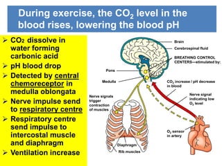 During exercise, the CO2 level in the 
blood rises, lowering the blood pH 
Brain 
Cerebrospinal fluid 
BREATHING CONTROL 
CENTERS—stimulated by: 
CO2 increase / pH decrease 
in blood 
Nerve signal 
indicating low 
O2 level 
O2 sensor 
in artery 
Pons 
Medulla 
Nerve signals 
trigger 
contraction 
of muscles 
Diaphragm 
Rib muscles 
 CO2 dissolve in 
water forming 
carbonic acid 
 pH blood drop 
 Detected by central 
chemoreceptor in 
medulla oblongata 
 Nerve impulse send 
to respiratory centre 
 Respiratory centre 
send impulse to 
intercostal muscle 
and diaphragm 
 Ventilation increase 
 
