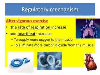 Regulatory mechanism 
After vigorous exercise 
• the rate of respiration increase 
• and heartbeat increase 
– To supply more oxygen to the muscle 
– To eliminate more carbon dioxide from the muscle 
 