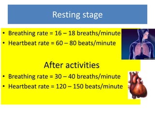 Resting stage 
• Breathing rate = 16 – 18 breaths/minute 
• Heartbeat rate = 60 – 80 beats/minute 
After activities 
• Breathing rate = 30 – 40 breaths/minute 
• Heartbeat rate = 120 – 150 beats/minute 
 