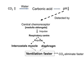 CO2 
Water 
Carbonic acid pH 
Central chemoreceptor 
[medulla oblongata] 
Impulse 
Respiratory centre 
Detected by 
Impulse 
Intercostals muscle diaphragm 
Ventilation faster CO2 eliminate faster 
 