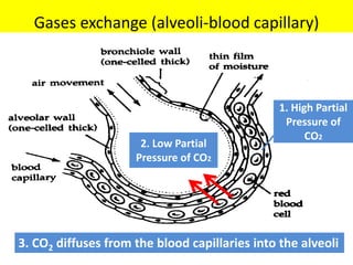 Gases exchange (alveoli-blood capillary) 
2. Low Partial 
Pressure of CO2 
1. High Partial 
Pressure of 
CO2 
3. CO2 diffuses from the blood capillaries into the alveoli 
 