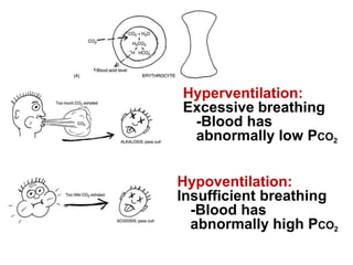 Hyperventilation: 
Excessive breathing 
-Blood has 
abnormally low PCO2 
Hypoventilation: 
Insufficient breathing 
-Blood has 
abnormally high PCO2 
 
