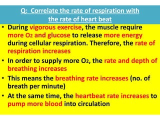 Q: Correlate the rate of respiration with 
the rate of heart beat 
• During vigorous exercise, the muscle require 
more O2 and glucose to release more energy 
during cellular respiration. Therefore, the rate of 
respiration increases 
• In order to supply more O2, the rate and depth of 
breathing increases 
• This means the breathing rate increases (no. of 
breath per minute) 
• At the same time, the heartbeat rate increases to 
pump more blood into circulation 
 