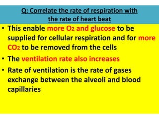 Q: Correlate the rate of respiration with 
the rate of heart beat 
• This enable more O2 and glucose to be 
supplied for cellular respiration and for more 
CO2 to be removed from the cells 
• The ventilation rate also increases 
• Rate of ventilation is the rate of gases 
exchange between the alveoli and blood 
capillaries 
 